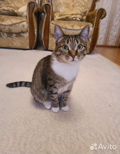 Кошки бесплатно