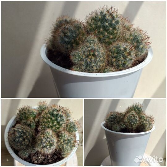 Кактус маммиллярия