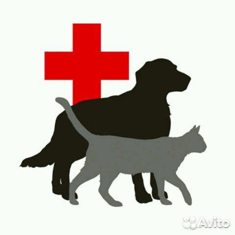 Ветеринар на дом, усыпление и кремация животных