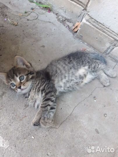 Кошка