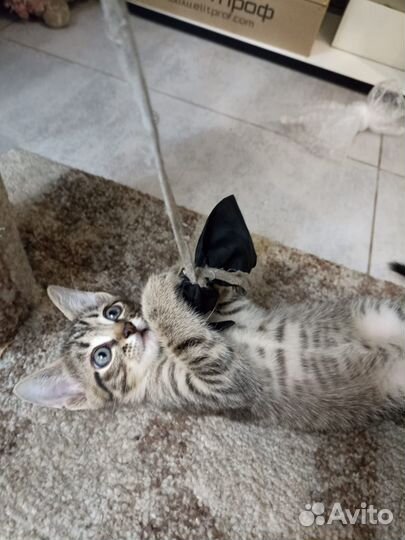 Котята полосатики в добрые руки