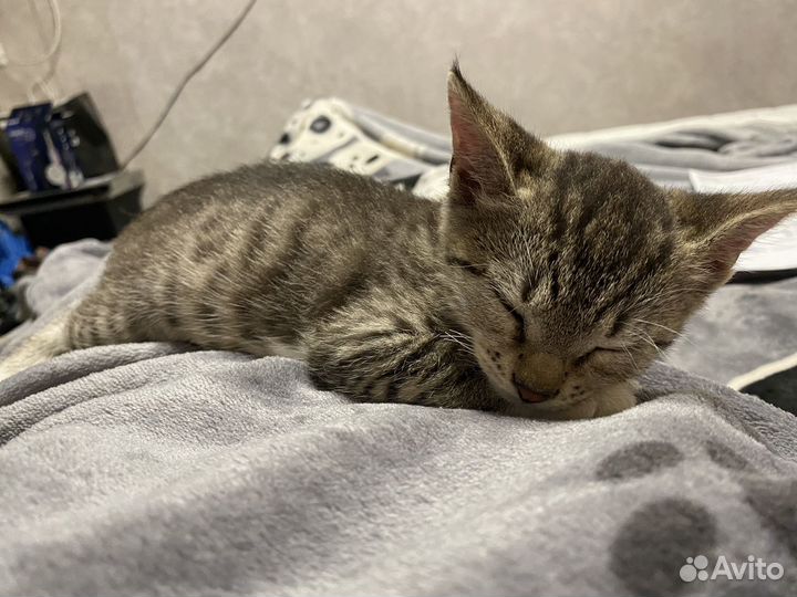 Отдадим котят в дар