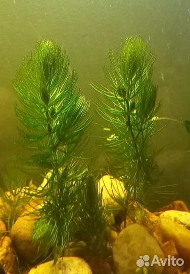 Гуппи,роголистник