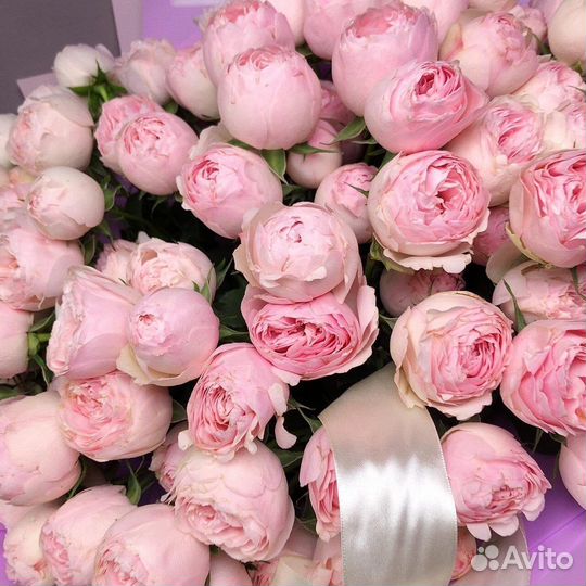 Кустовая пионовидная роза Мэнсфилд 50см. Цветы