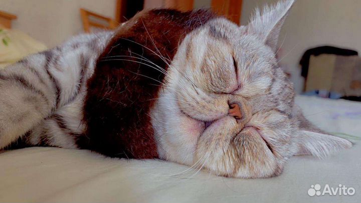 Котенок экзот