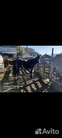 Жеребец и кобылка