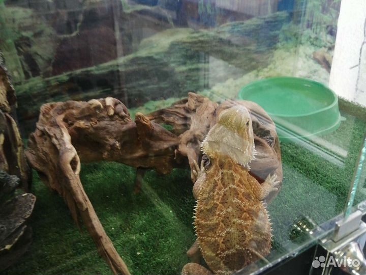 Насекомые кормовые