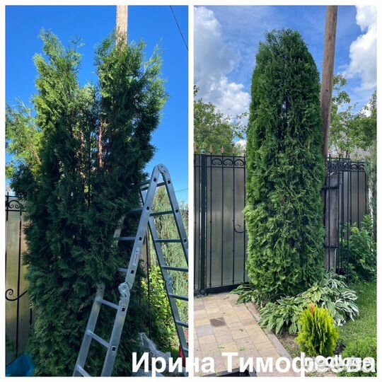 Обрезка и плодовых деревьев и кустарников