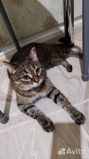 Нашлась кошка