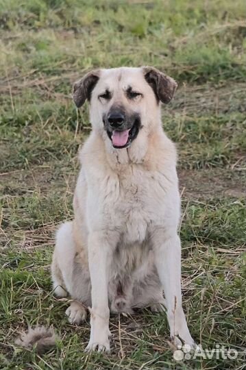 Воспитанный мальчик ищет дом, в добрые руки