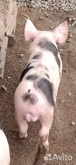 Чистопородные пьетрен макстер