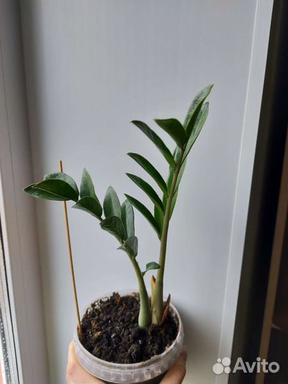 Замиокулькас