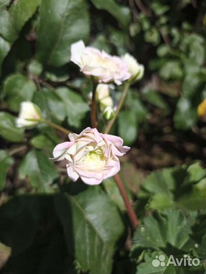 Юв Северная Андромеда