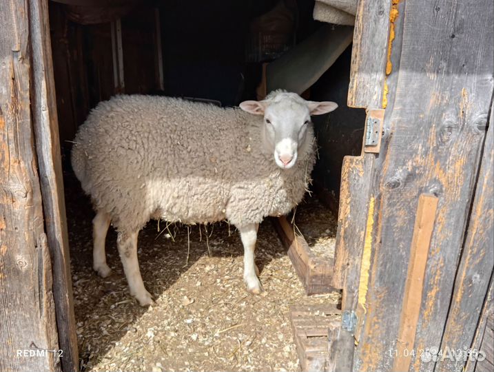 Овцы бараны ягнята романовские и мериносы
