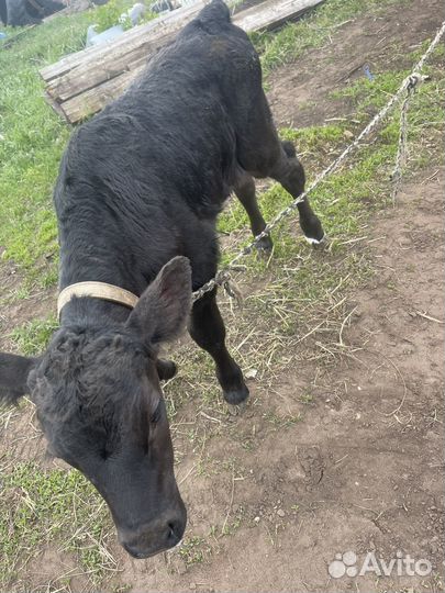 Телята телки бычки