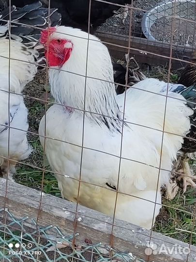 Молодые петухи Брама Колумбийская