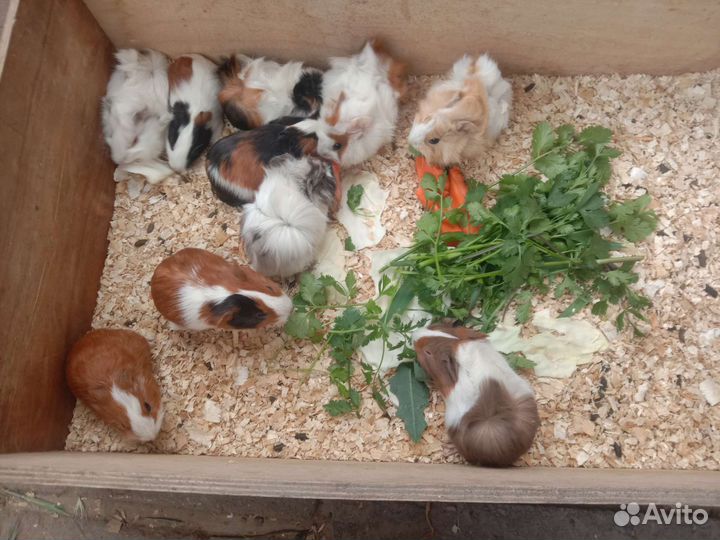 Морские свинки