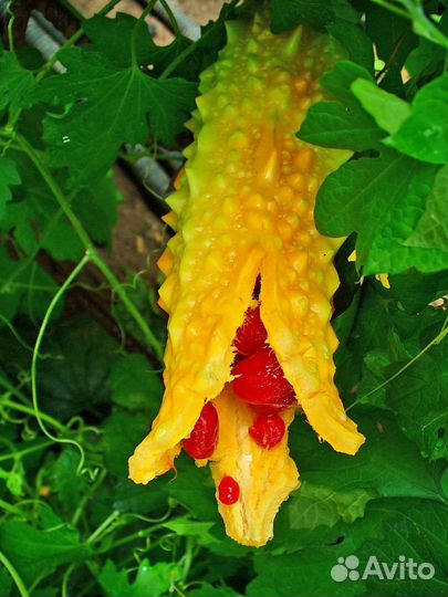 Момордика семена