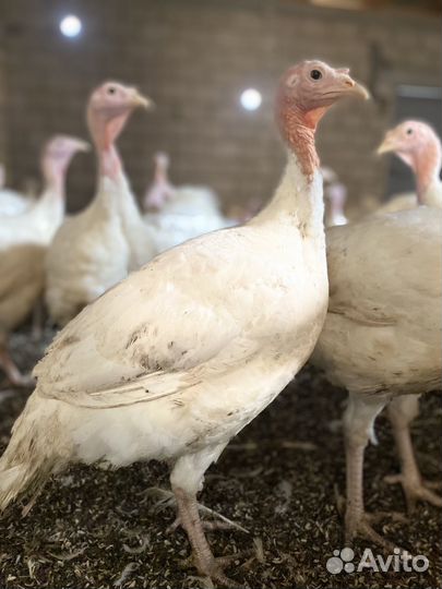 Продам индюков