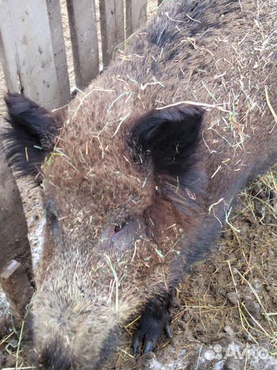 Дикий кабан