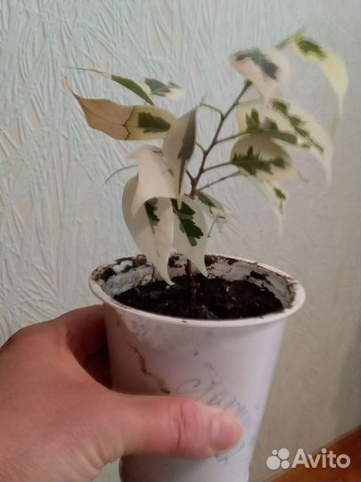 Фикус Старлайт (разновидность фикуса Бенджамина)