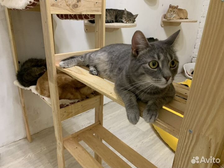 Котик Мышонок