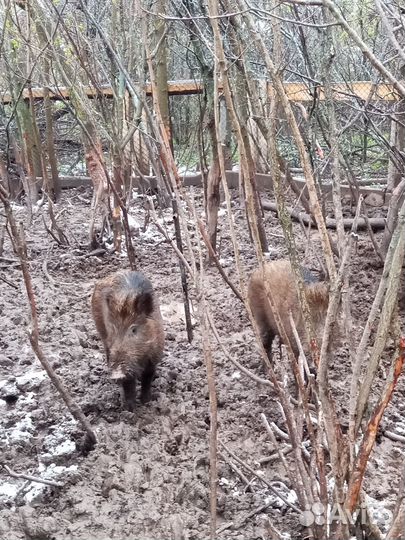 Дикий кабан