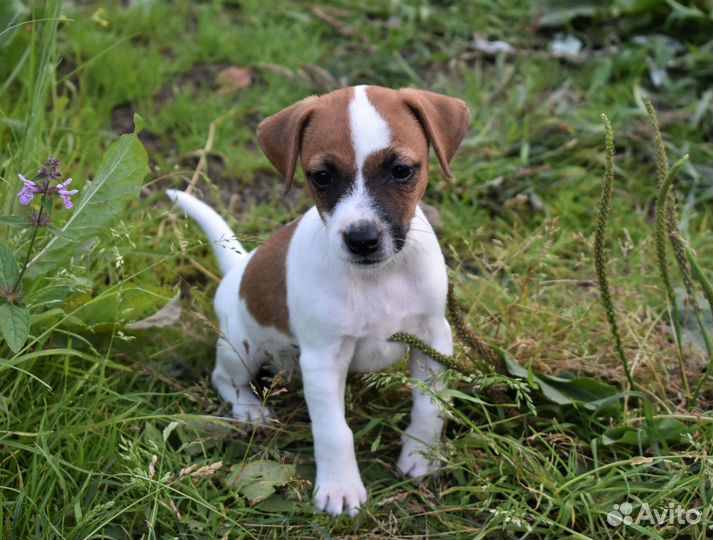Джек рассел терьер