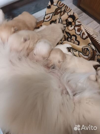 Померанский шпиц