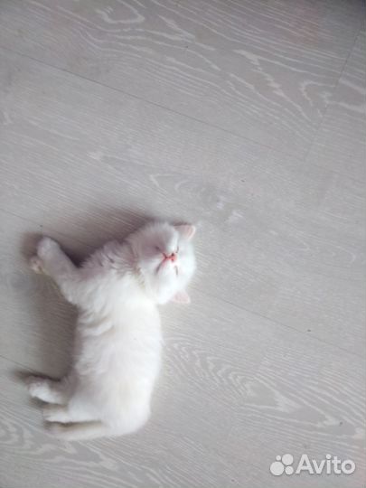 Британские котята в добрые руки