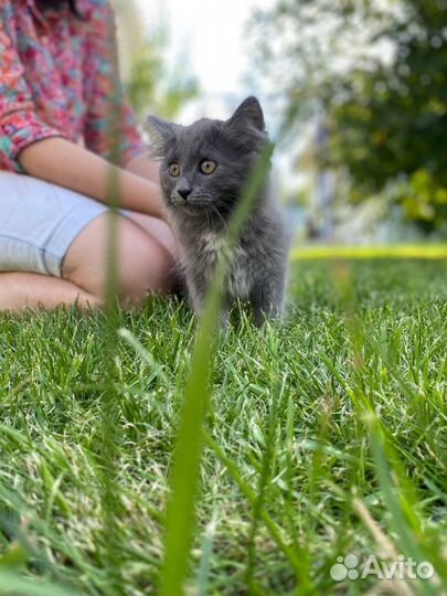 Котята бесплатно