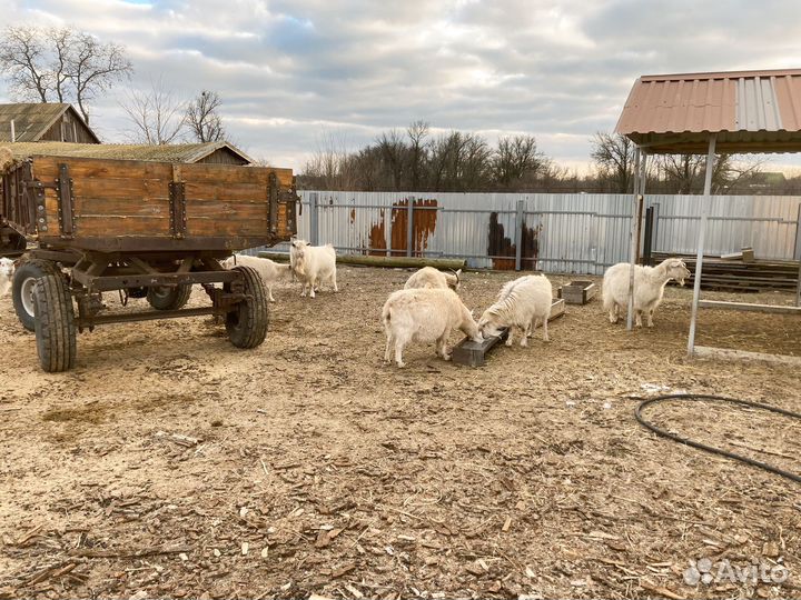 Молочные козы