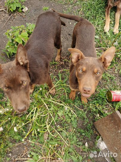 Щенки келпи