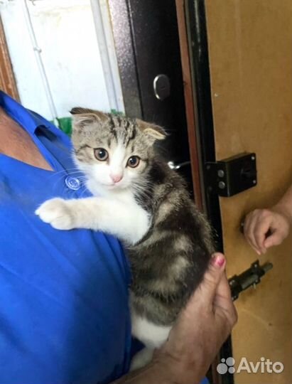 Котёнок мальчик