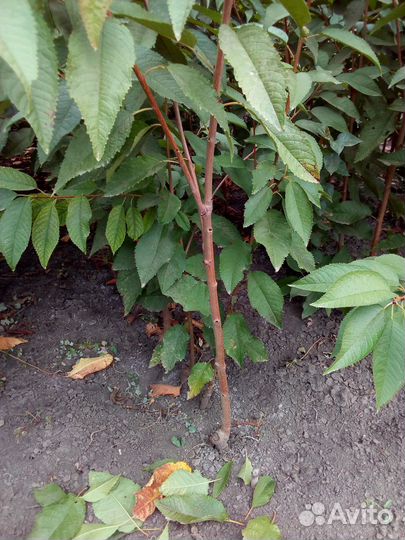 Саженцы Вишни Черешни