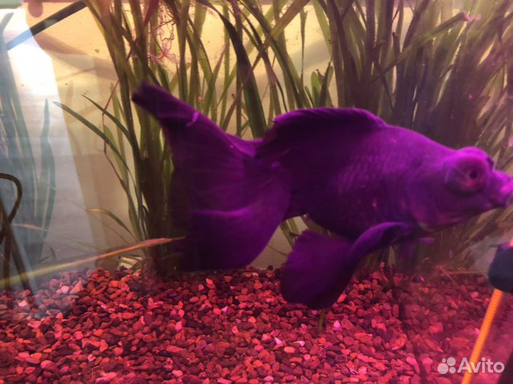 Аквариумные рыбки