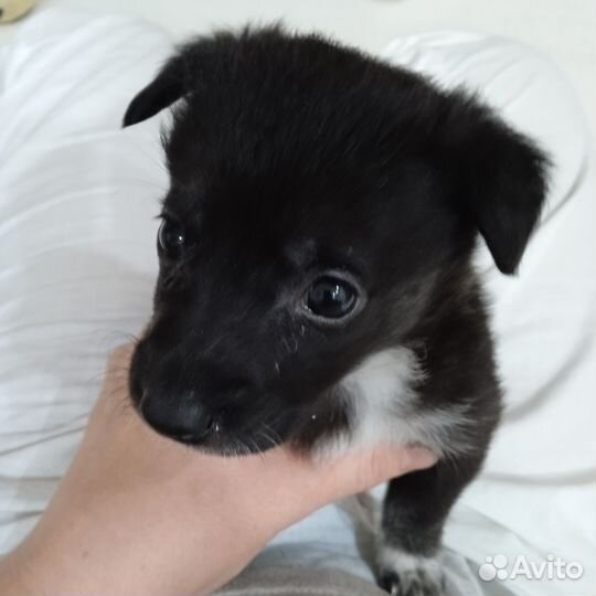 Щенки бесплатно