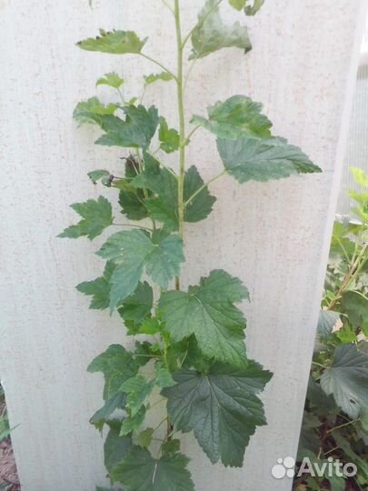 Саженцы чёрной и красной смородины