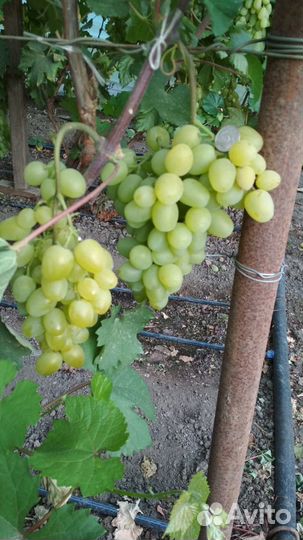 Саженцы винограда