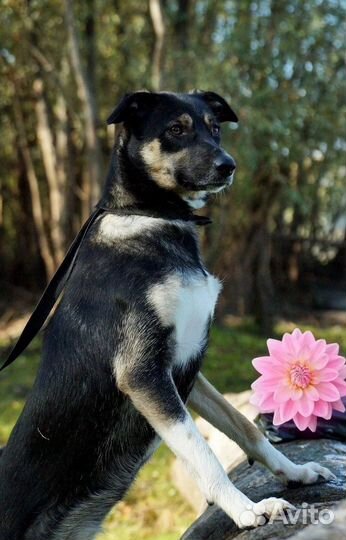 Собака в добрые руки щенок