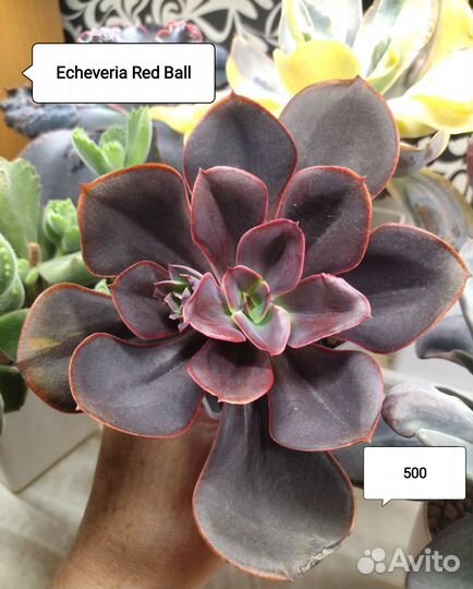 Суккуленты, эхеверии