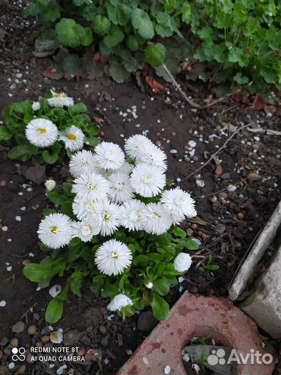 Маргаритка