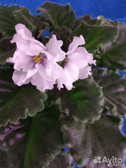 Сортовые фиалки