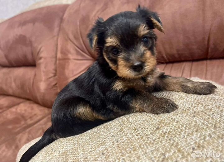 Йоркширский терьер мини беби фейс щенки