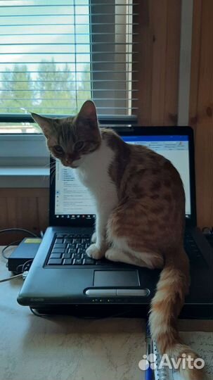 Один-серый, другой-рыжий