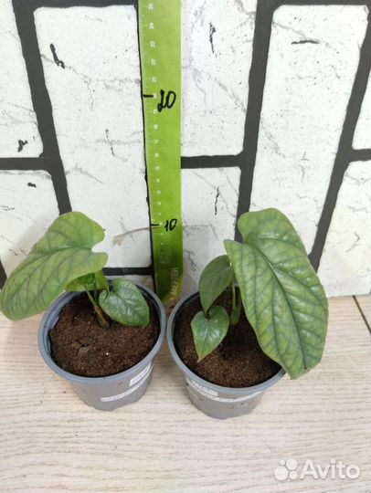 Монстера Амидриум Медиум Сильвер