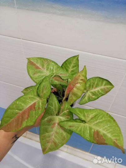 Сингониумы сортовые