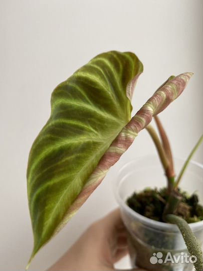 Ароидные (обновлено)