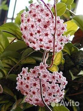 Хойя карноза