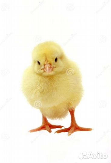 Цыплята бройлеры суточные